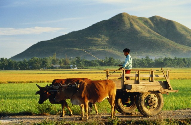 Contributions des lauréats au mouvement d’instauration de la  nouvelle ruralité - ảnh 1